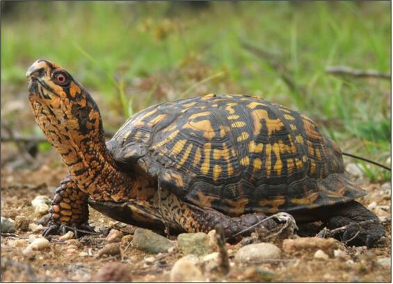 Eastern box turtle
