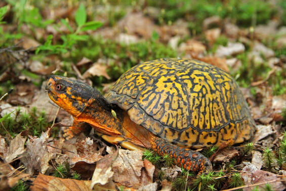 Eastern box turtle