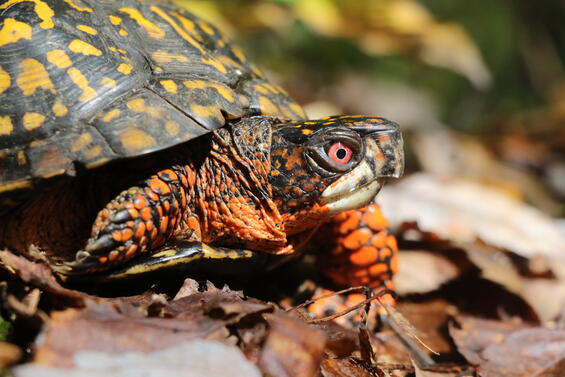 Eastern box turtle