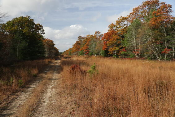 Box turtle habitat