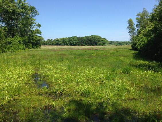 Box turtle habitat