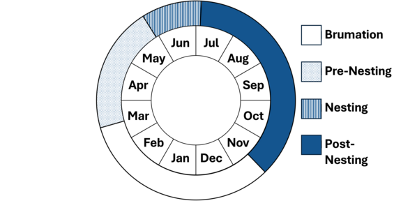 Graphic representation of life cycle, also described in text.