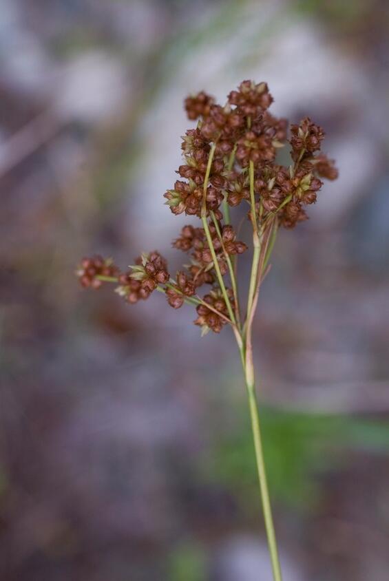 Two-flowered rush