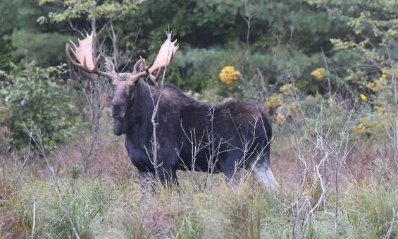 Moose