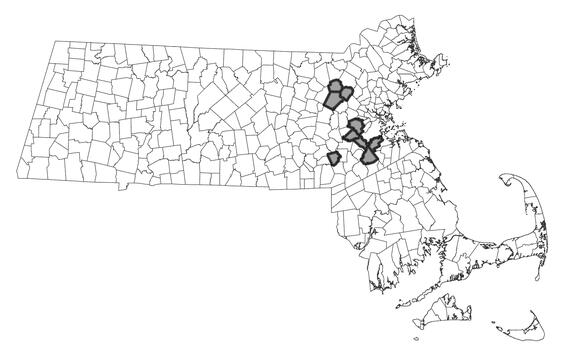 Map showing the distribution of this species in Massachusetts