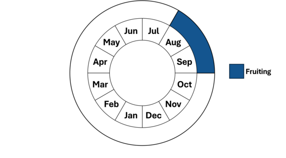 Graphic representation of life cycle, also described in text.