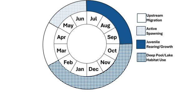 Graphic representation of life cycle, also described in text.