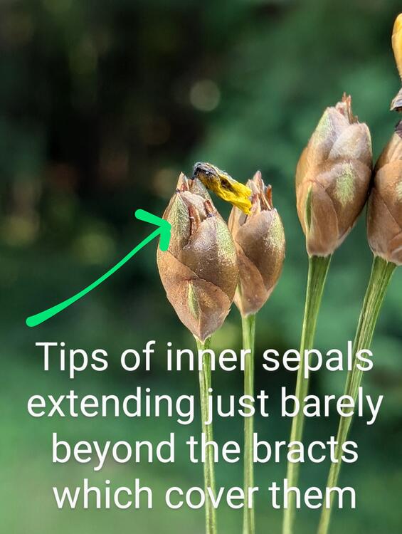 Tips of inner sepals extending just barely beyond the bracts which cover them