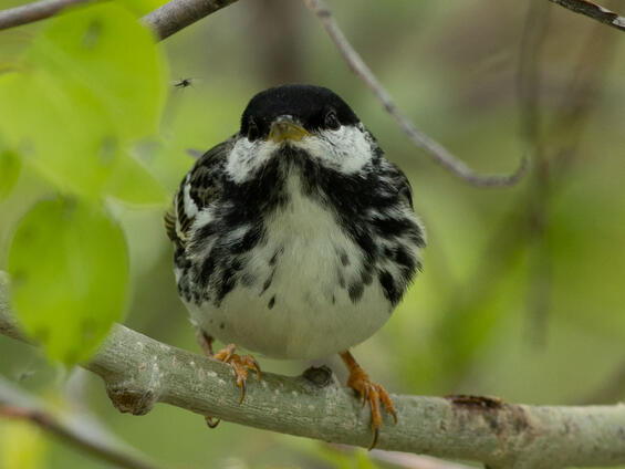 Blackpoll warbler