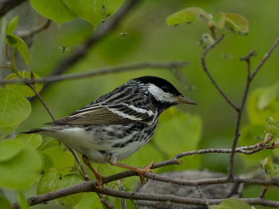 Blackpoll warbler 