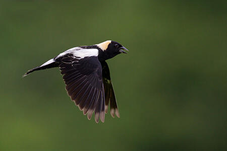 Bobolink