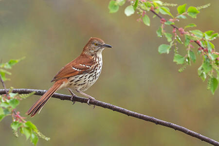Brown thrasher