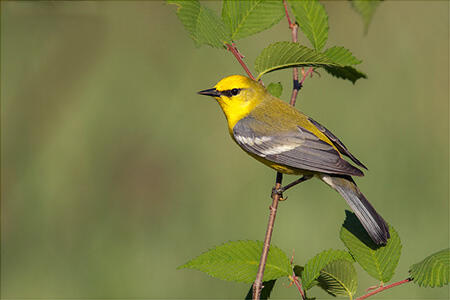 blue-winged warbler 