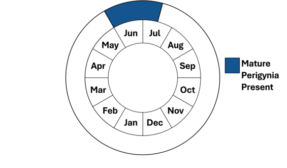 Graphic representation of life cycle, also described in text.