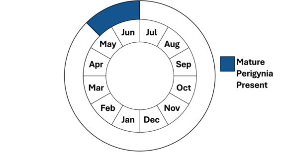 Graphic representation of life cycle, also described in text.