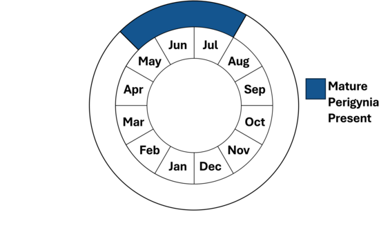 Graphic representation of life cycle, also described in text. 