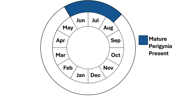 Graphic representation of life cycle, also described in text.
