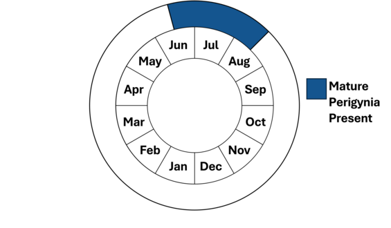 Graphic representation of life cycle, also described in text.