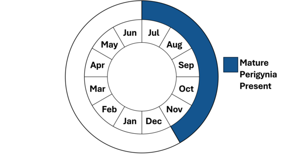 Graphic representation of life cycle, also described in text. 