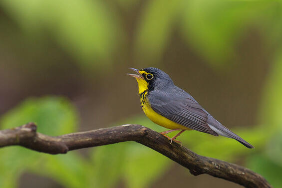 Canada warbler