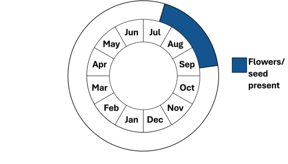 Graphic representation of life cycle, also described in text. 