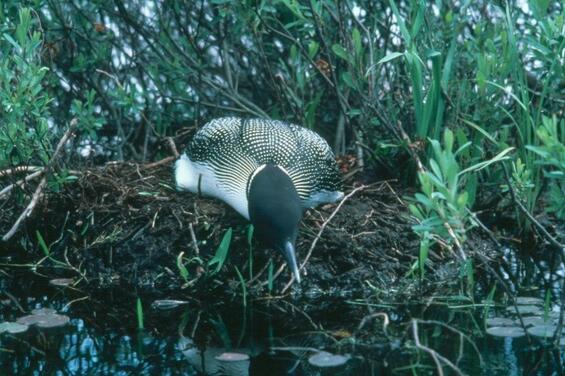 Common loon