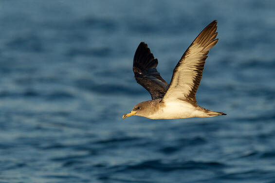 Cory’s shearwater