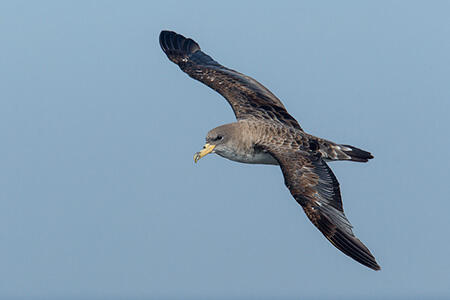 Cory’s shearwater