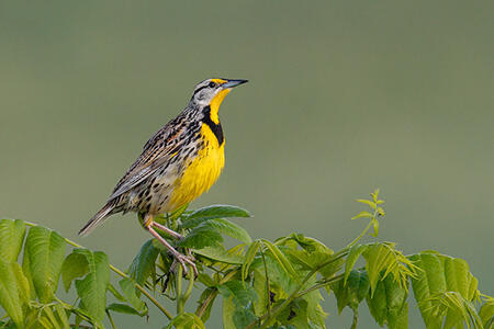 eastern meadowlark