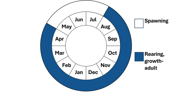 Graphic representation of life cycle, also described in text.