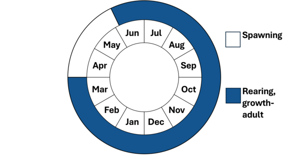 Graphic representation of life cycle, also described in text.