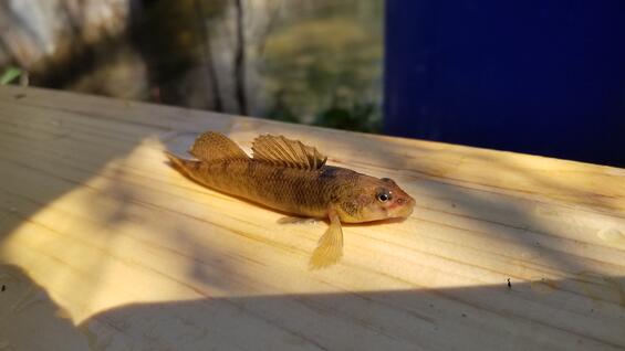 Tessellated darter
