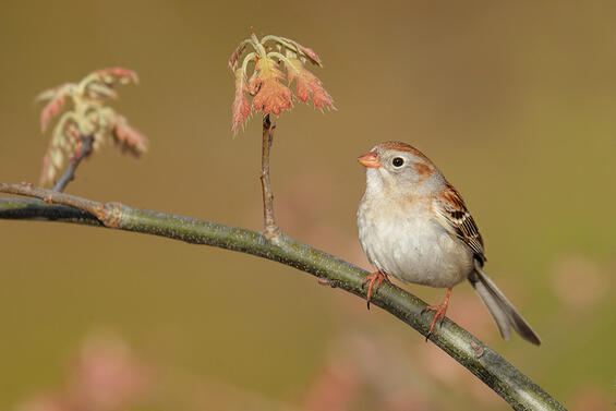 Field Sparrow