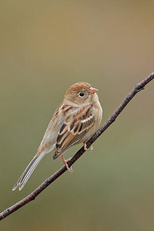 Field Sparrow