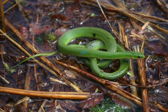Smooth greensnake