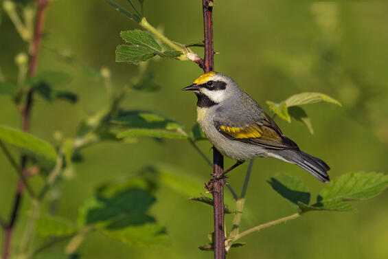 Golden-winged warbler