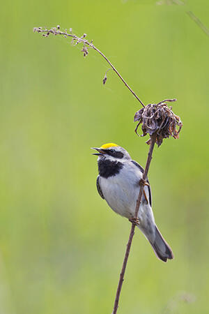 Golden-winged warbler