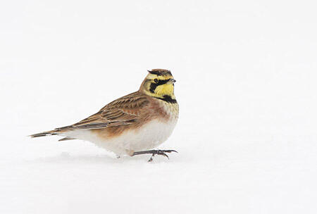 Horned lark