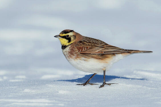 Horned lark