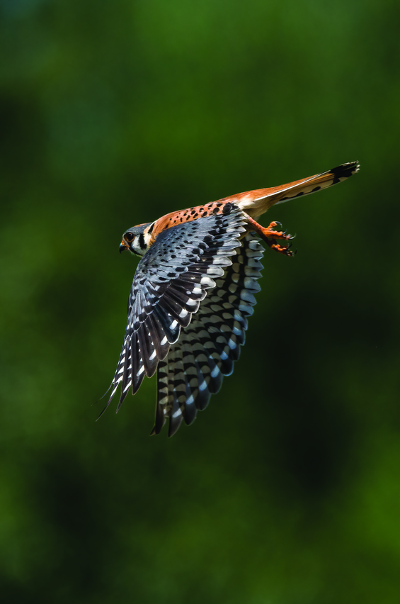 American kestrel
