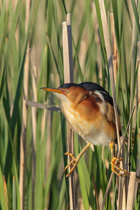 Least bittern