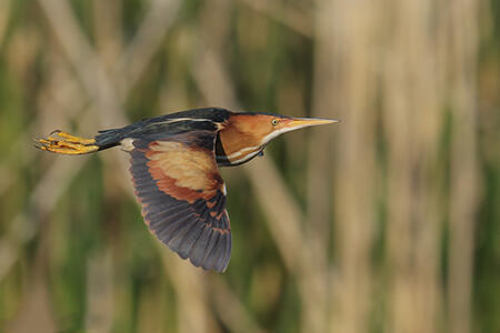 Least bittern