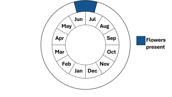 Graphic representation of life cycle, also described in text.