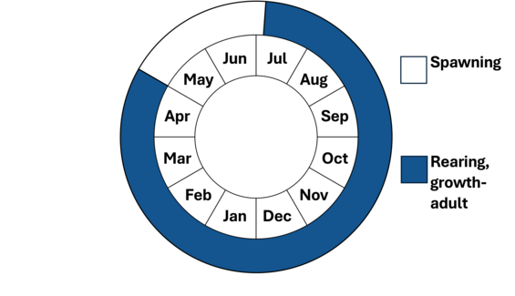 Graphic representation of life cycle, also described in text.
