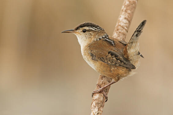 Marsh wren