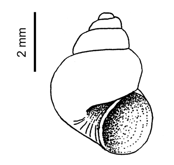 new england siltsnail