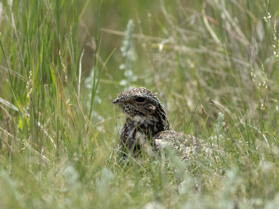 Common nighthawk in grass