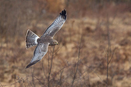 northern harrier in flight