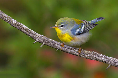 Northern parula