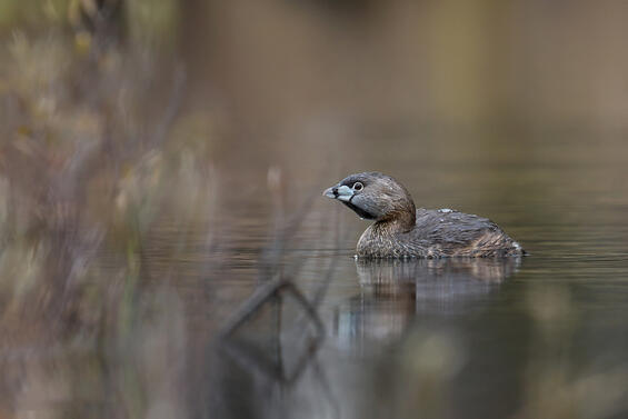 Pied-billed grebe